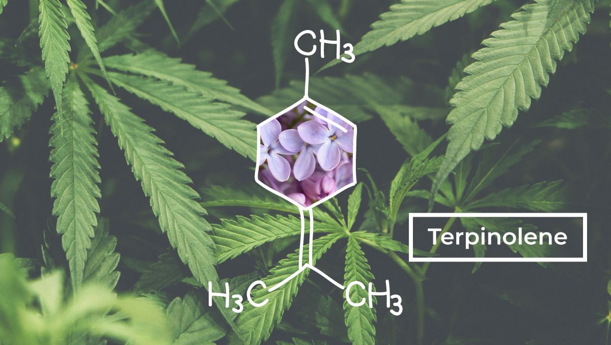 The molecular structure of cannabis' terpinolene terpenes.