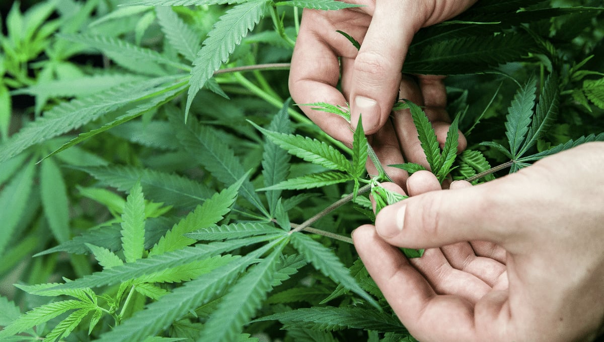 B.a.c usage guide: one component soil grow B.a.c usage guide: one component soil grow