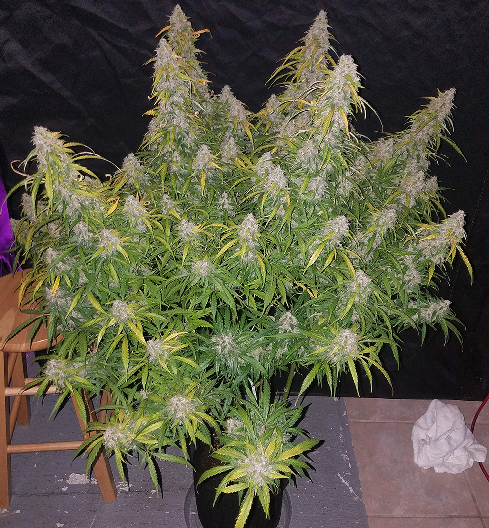 Fast Buds' Six Shooter