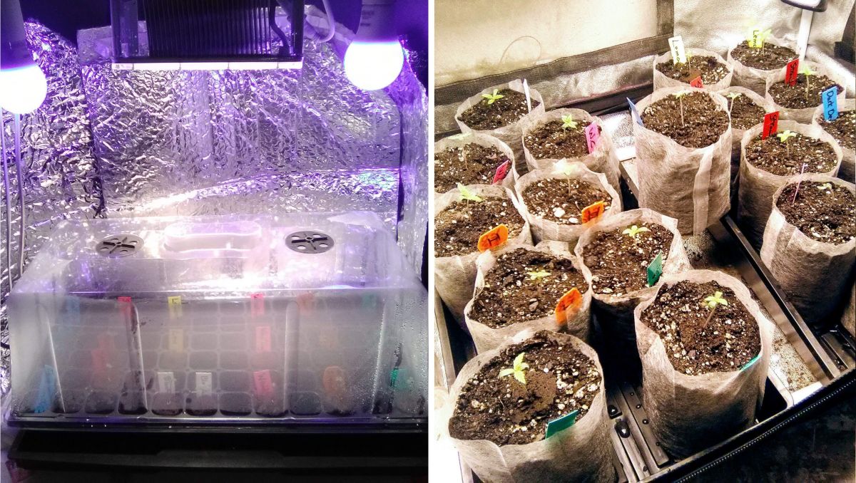 Orange Sherbet Auto Cannabis Strain Week-by-Week Guide: Pot seedlings in a propagation tray and in biodegradeable grow bags Orange Sherbet Auto Cannabis Strain Week-by-Week Guide: Pot seedlings in a propagation tray and in biodegradeable grow bags