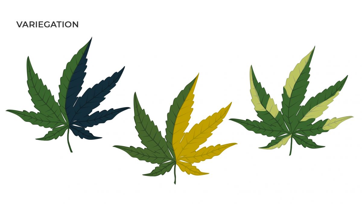 Common cannabis mutations: variegation Common cannabis mutations: variegation