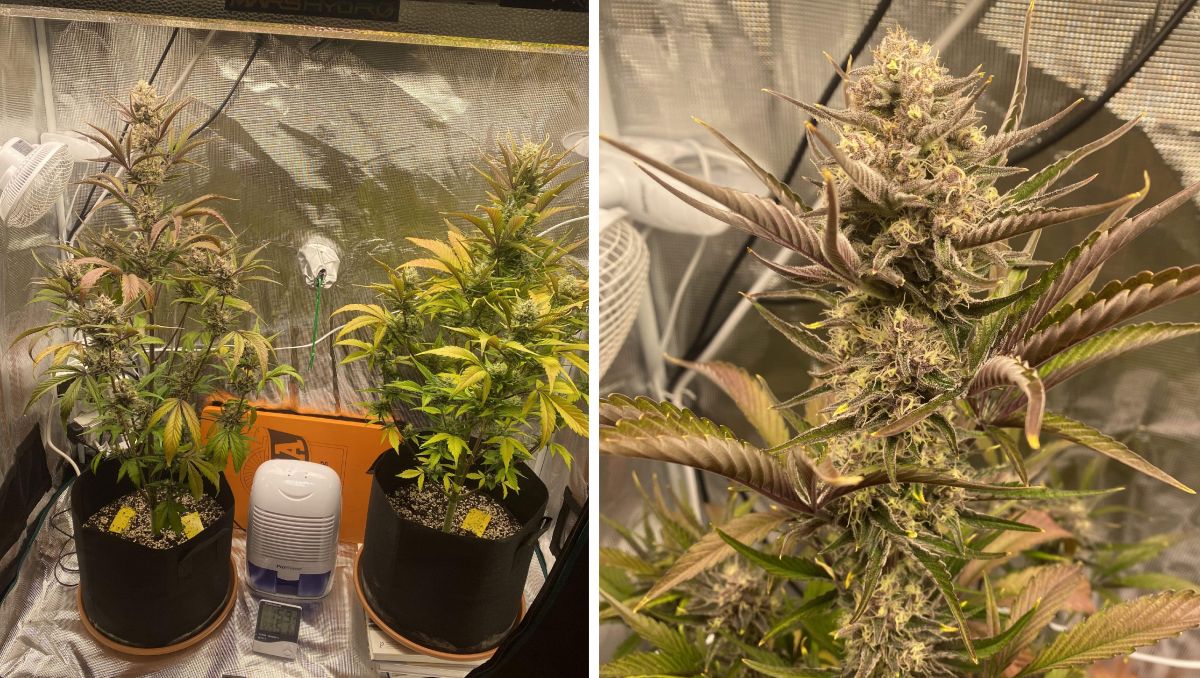 Gorilla Cookies Auto Cannabis Strain Week-by-Week Guide: Fading leaves and maturing buds