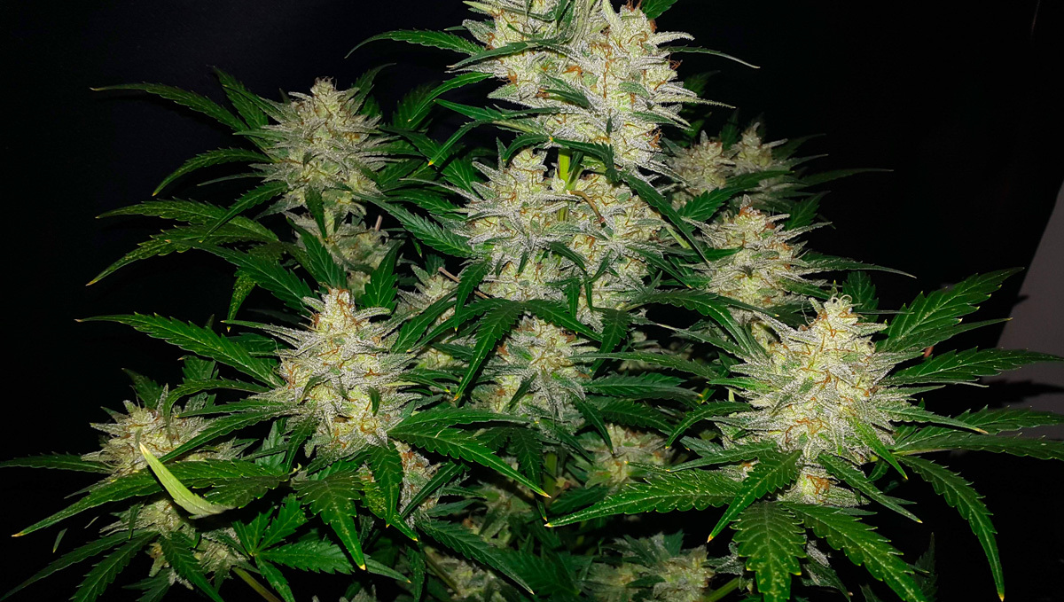 Strain History: Original Auto Sour Diesel