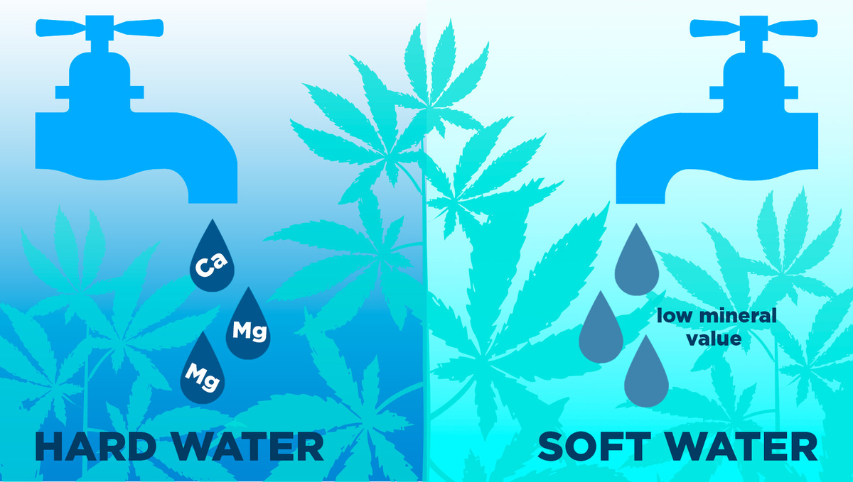 How Cannabis Plants Use Water And What To Know: Hard and Soft Water