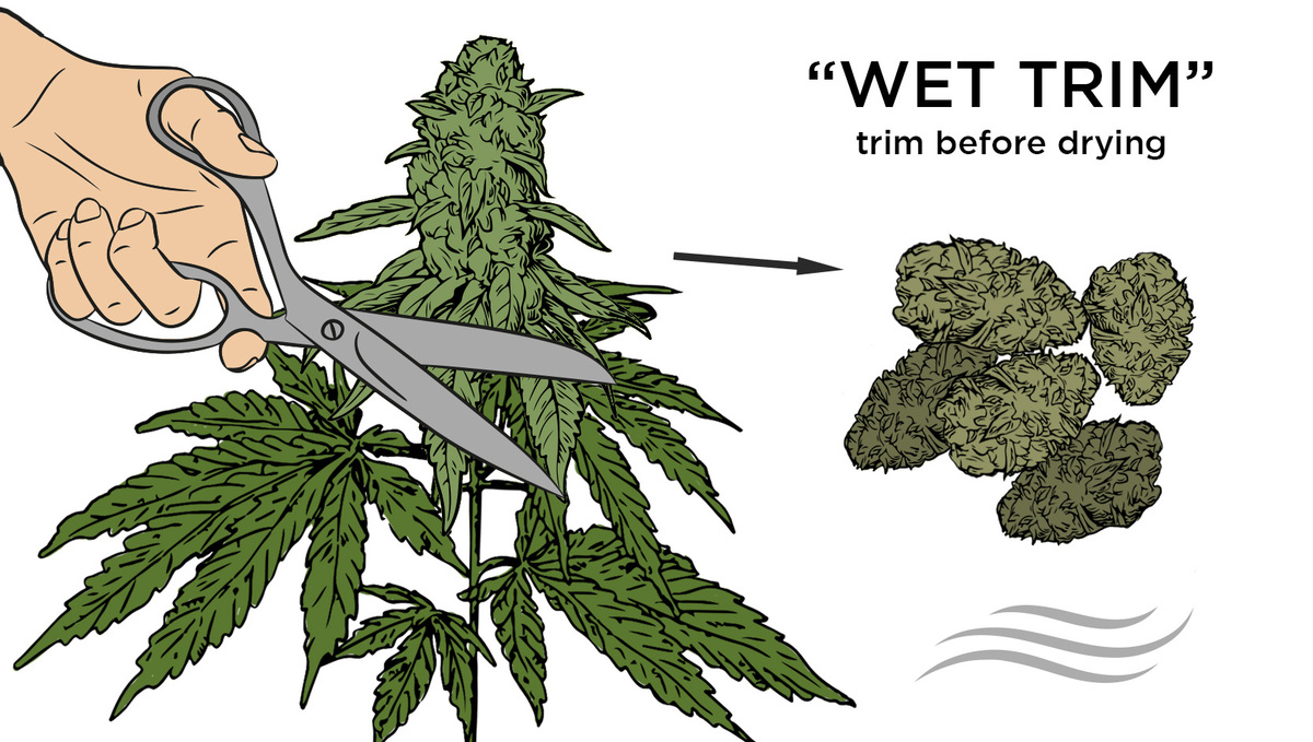 Wet Trim
