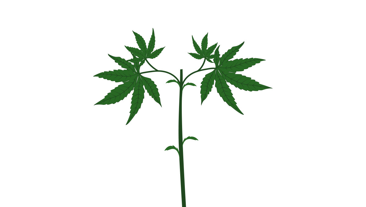 Main-lining: remove all growth below where you topped