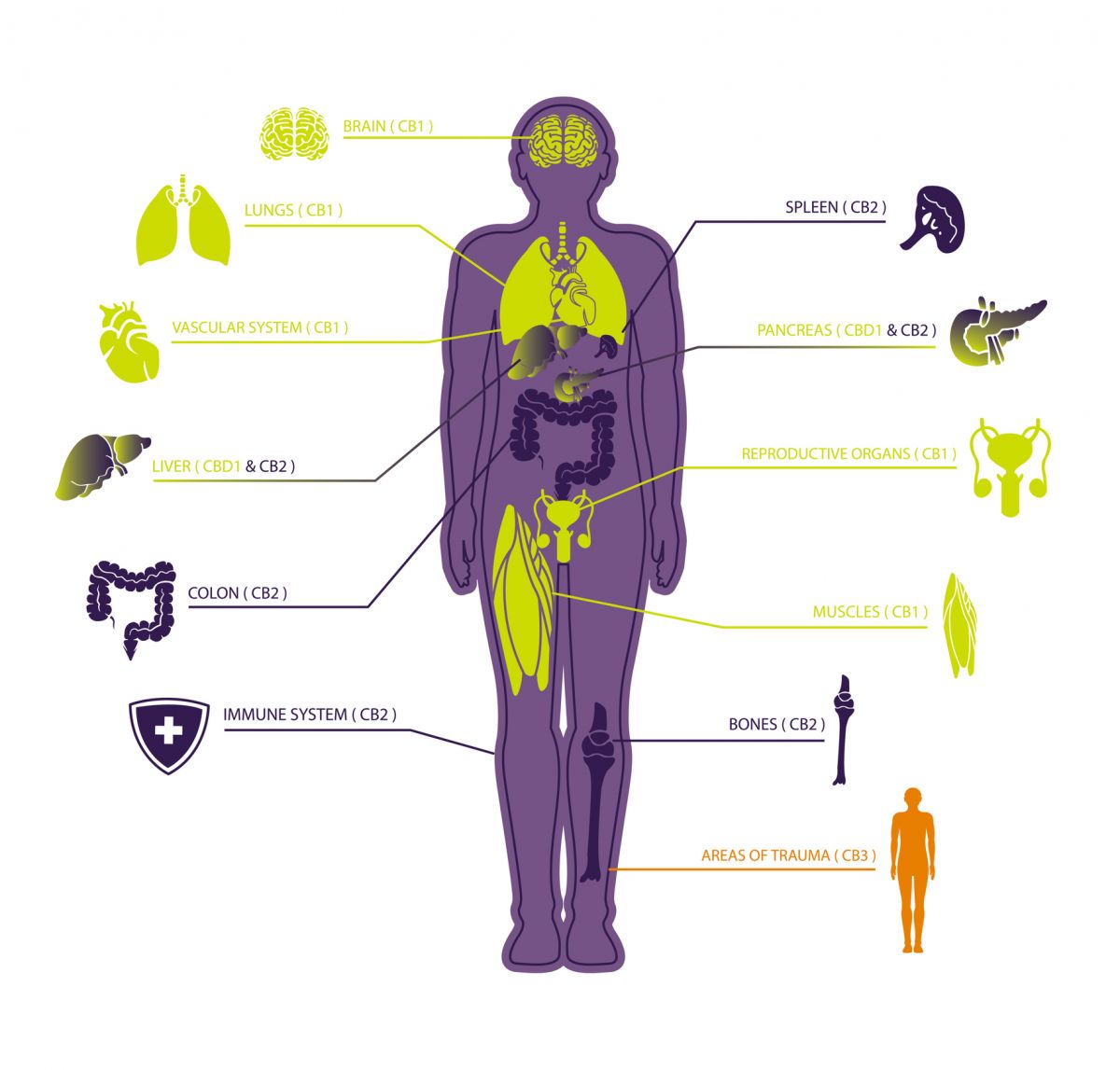 endocannabinoid system