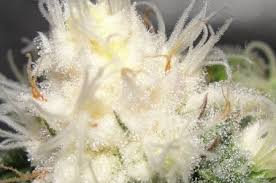 whitebuds.jpeg
