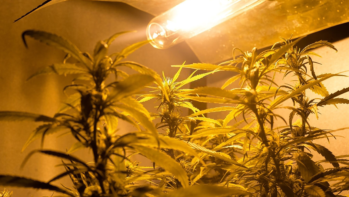 Micro Growing Cannabis: light fixture Micro Growing Cannabis: light fixture