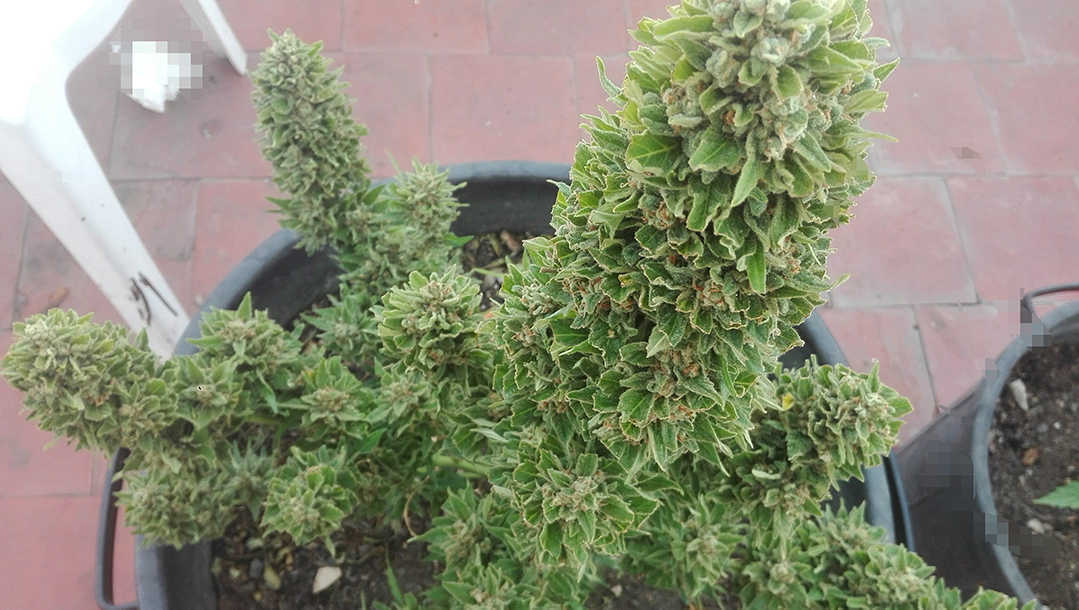 girl scout cookies.jpg Fast Buds Autoflowering Girl Scout Cookies