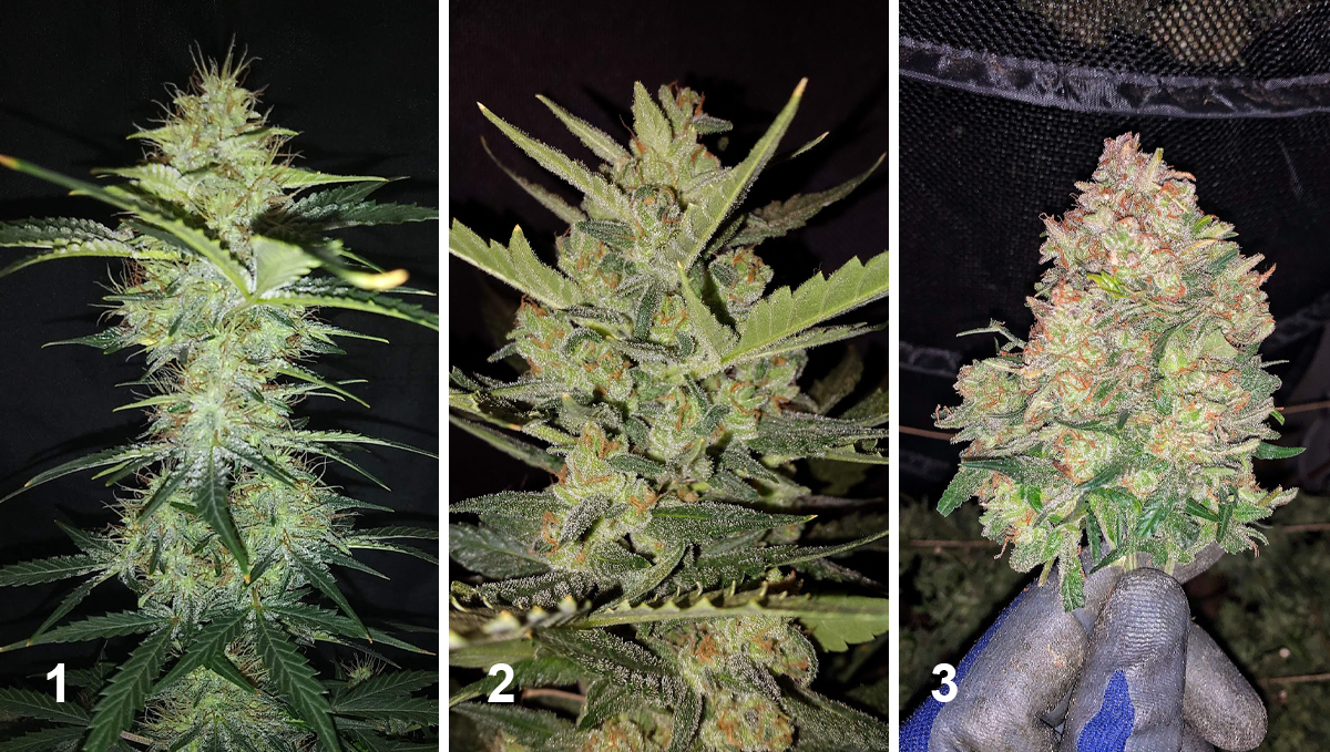 Northern Lights: week 9 Northern Lights: week 9