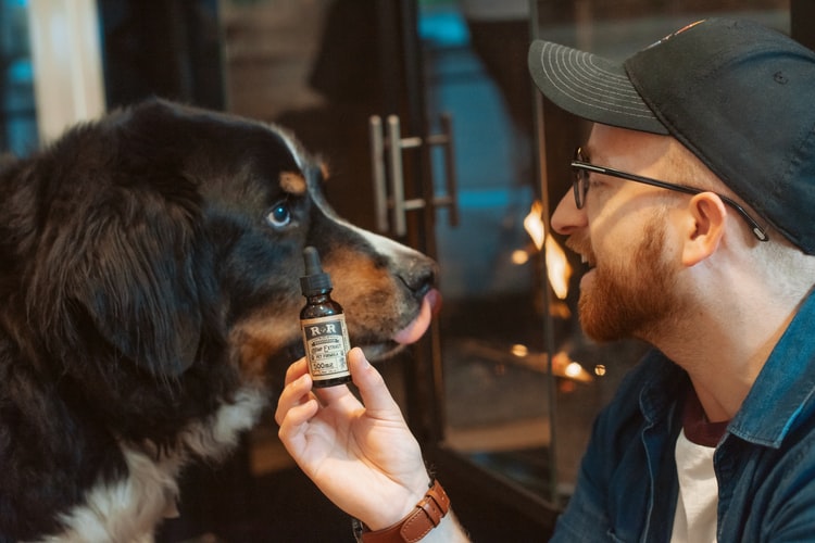 CBD for dogs