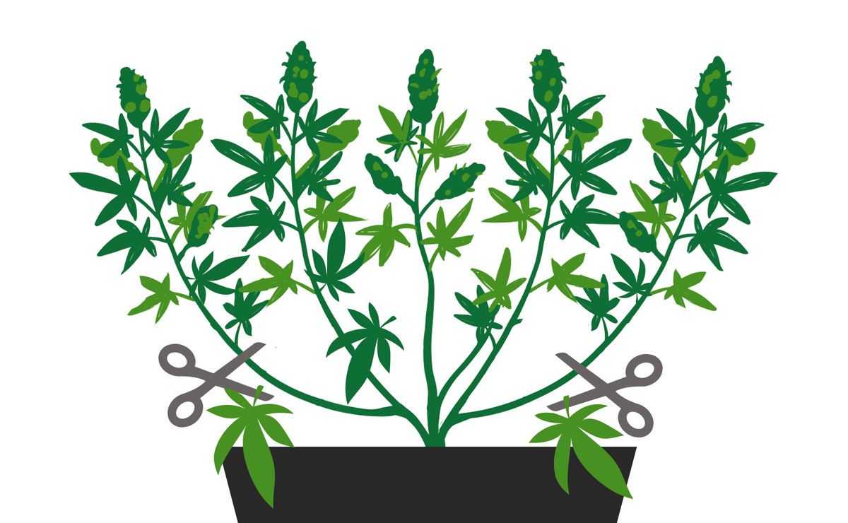Benefits of Pruning Cannabis