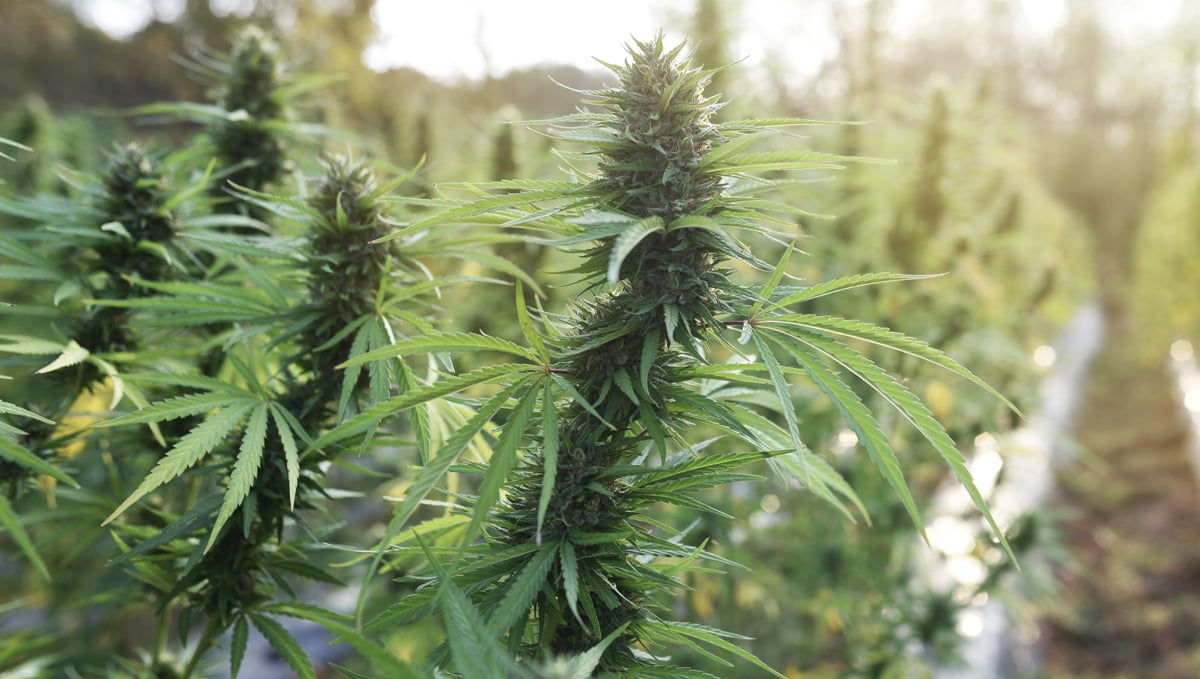 B.a.c usage guide: additives B.a.c usage guide: additives