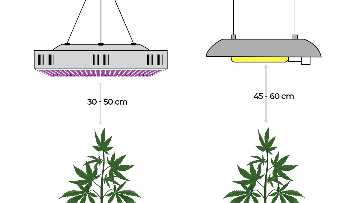 How the environment affects buds: light distance How the environment affects buds: light distance