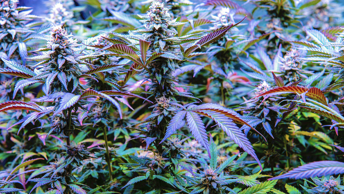 Why do cannabis turns purple?: genetics Why do cannabis turns purple?: genetics
