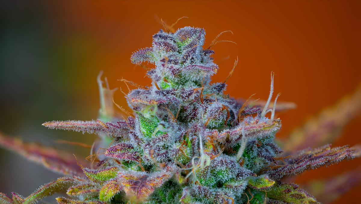 Orange Sherbet Auto Cannabis Strain Week-by-Week Guide: A product photo Orange Sherbet Auto Cannabis Strain Week-by-Week Guide: A product photo