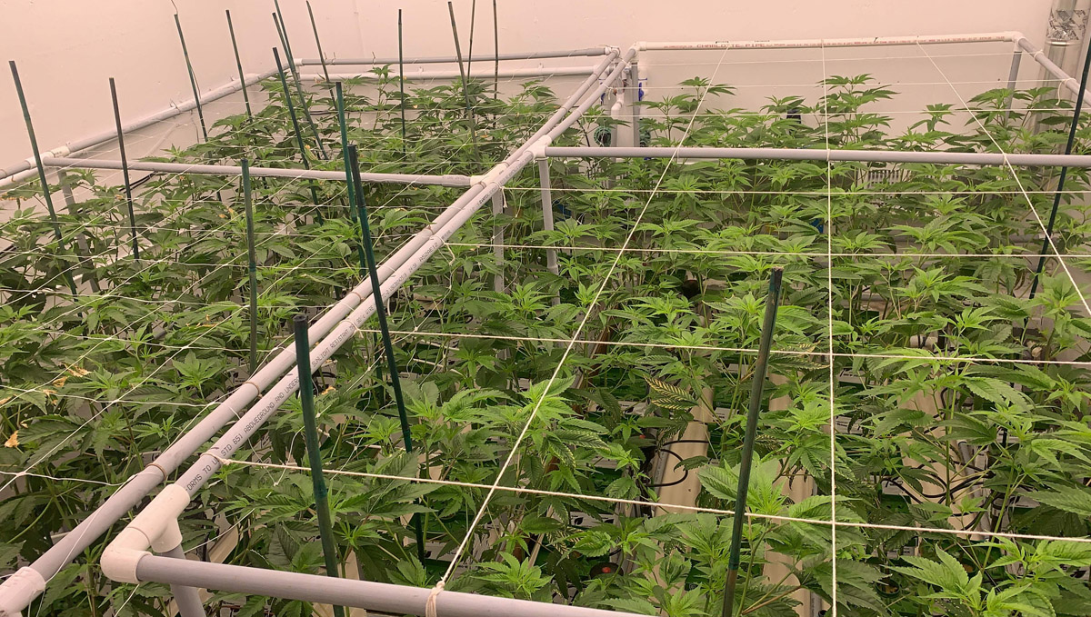 Trellising Method Trellising Method