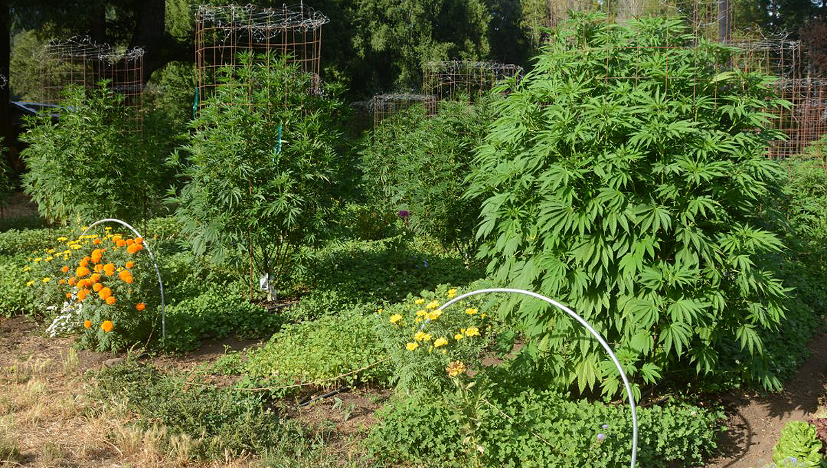 Plantas companheiras para cannabis: controle biológico de pragas Plantas companheiras para cannabis: controle biológico de pragas