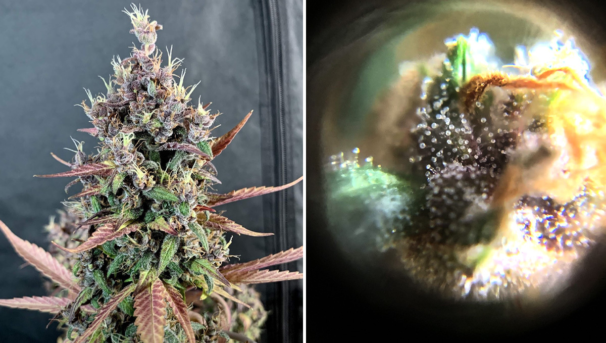 Basics of growing autos in soil: week 10 Basics of growing autos in soil: week 10