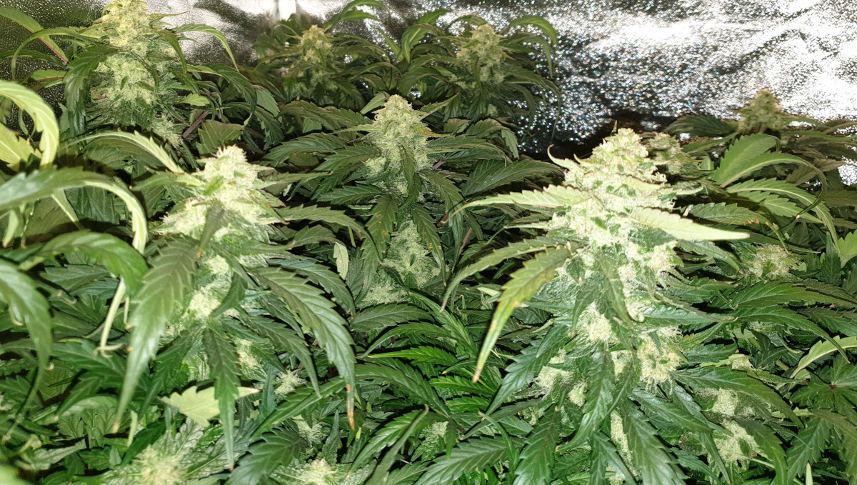 Orange Sherbet Auto Cannabis Strain Week-by-Week Guide: Many white frosty marijuana colas Orange Sherbet Auto Cannabis Strain Week-by-Week Guide: Many white frosty marijuana colas