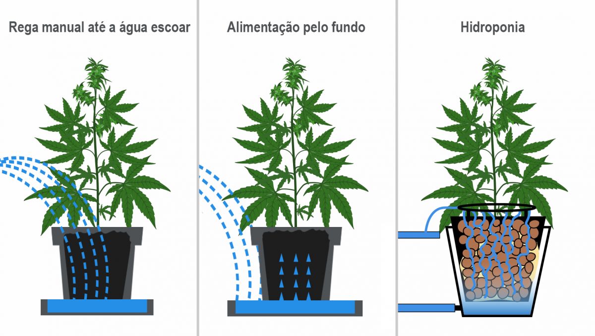 Com que frequência devo regar as minhas plantas: a melhor maneira de regar