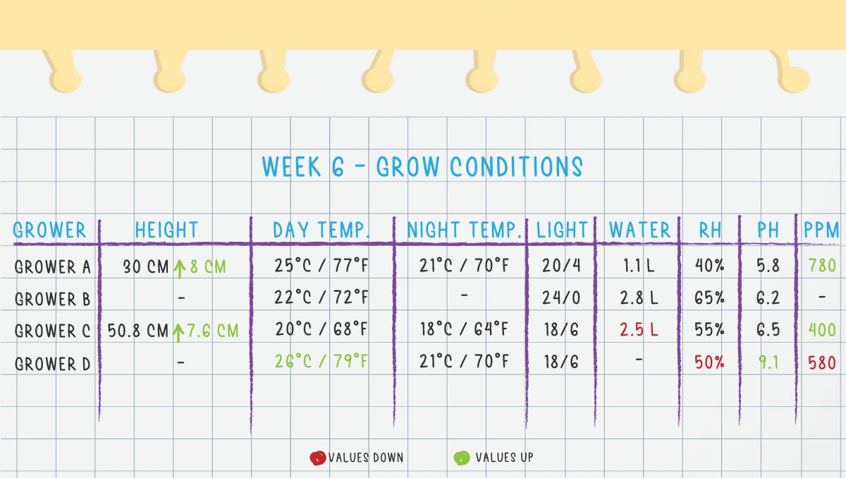 Gorilla Cookies Auto Cannabis Strain Week-by-Week Guide: Week 6 Grow Conditions