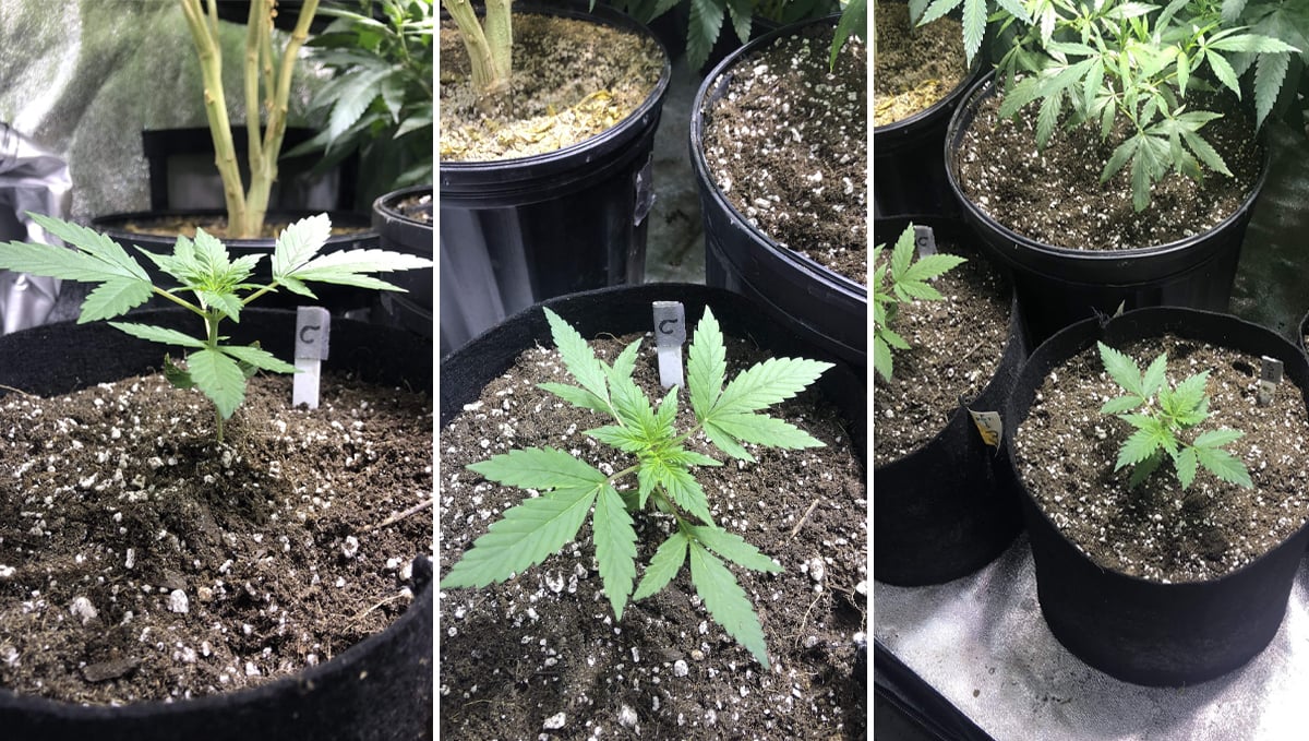 Cheese Auto: week 3 Cheese Auto: week 3