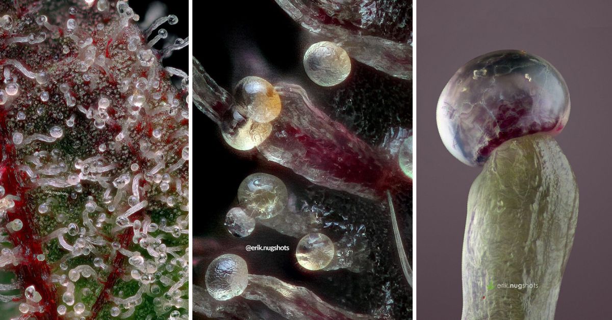 Colher a sua cannabis autoflorescente: tricomas transparentes tornando-se leitosos Colher a sua cannabis autoflorescente: tricomas transparentes tornando-se leitosos