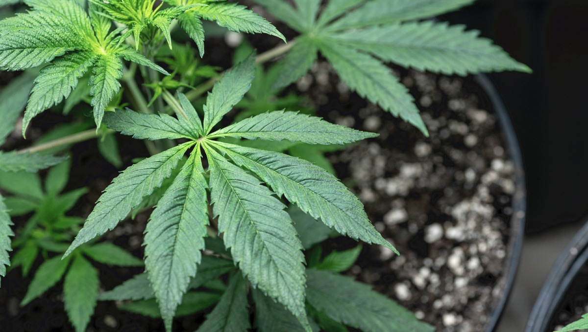 Cannabis and mycorrhizae: benefits