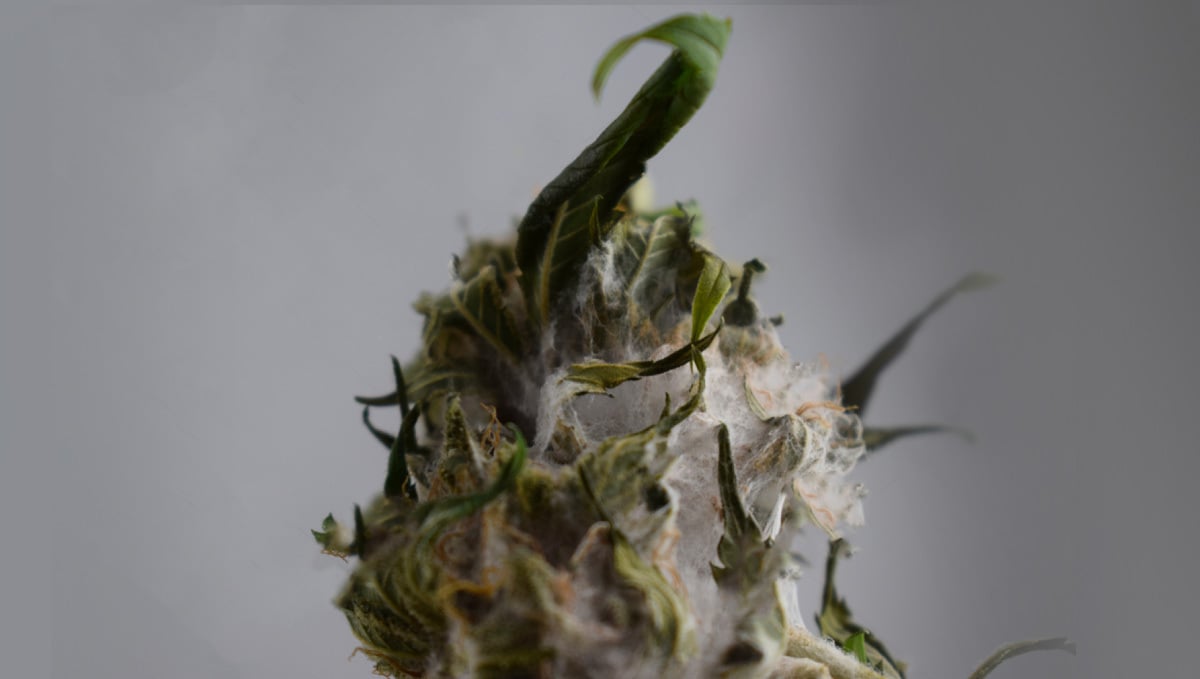 Dry bud with rot