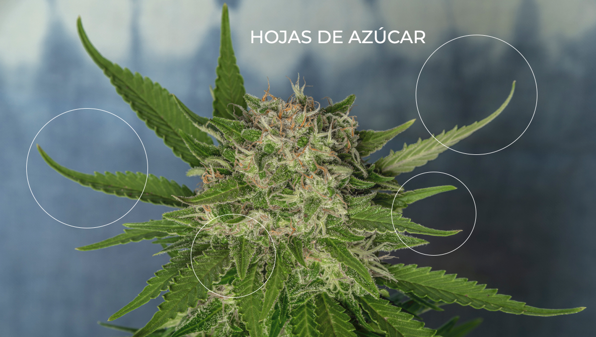 Anatomía de las plantas de cannabis: hojas de azúcar