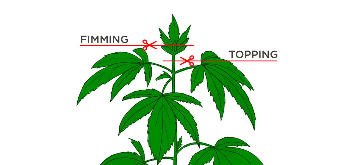 Fimming vs Topping