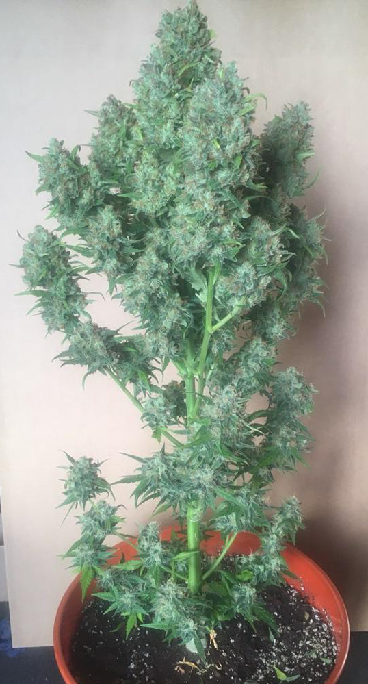 Fast Buds' Gorilla Glue Auto