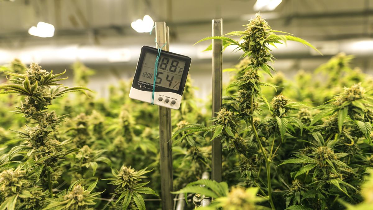 How much do autoflowers yield: top tips How much do autoflowers yield: top tips
