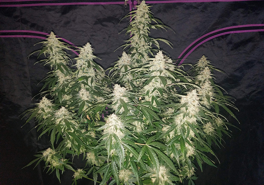 Fast Buds Six Shooter by Bangdangbuds