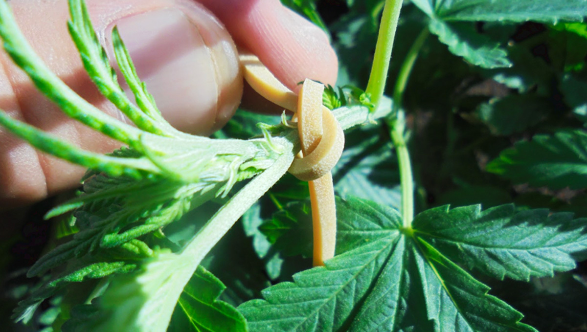 Performing Low stress technique (LST)