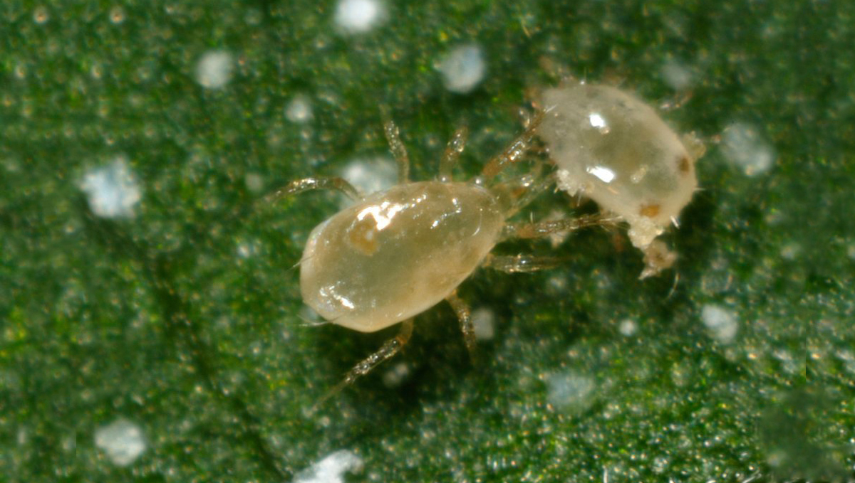 Broad mites: appearance