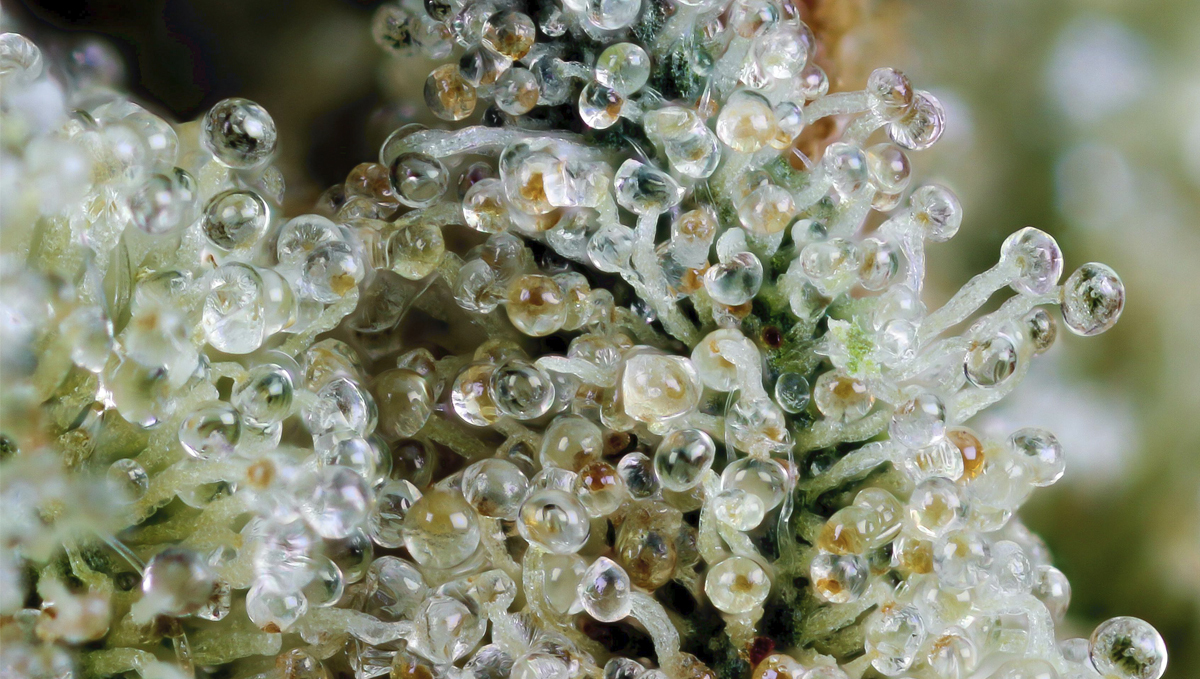 So erzielst du fette Cannabis Erträge: Trichome