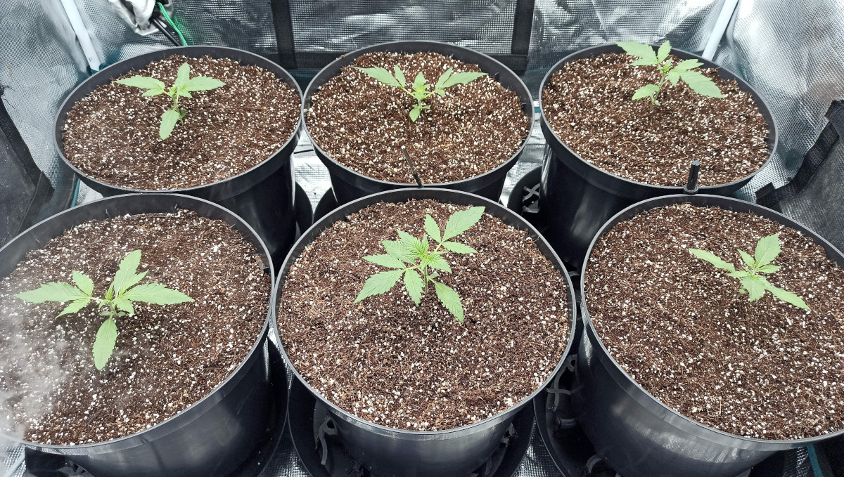 Strawberry Pie Auto Cannabis Strain Week-by-Week Guide: 2-weeks old weed seedlings in large plastic pots