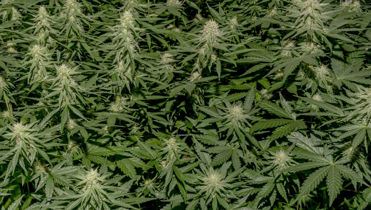 B.a.c mineral feeding schedule: organic bloom B.a.c mineral feeding schedule: organic bloom