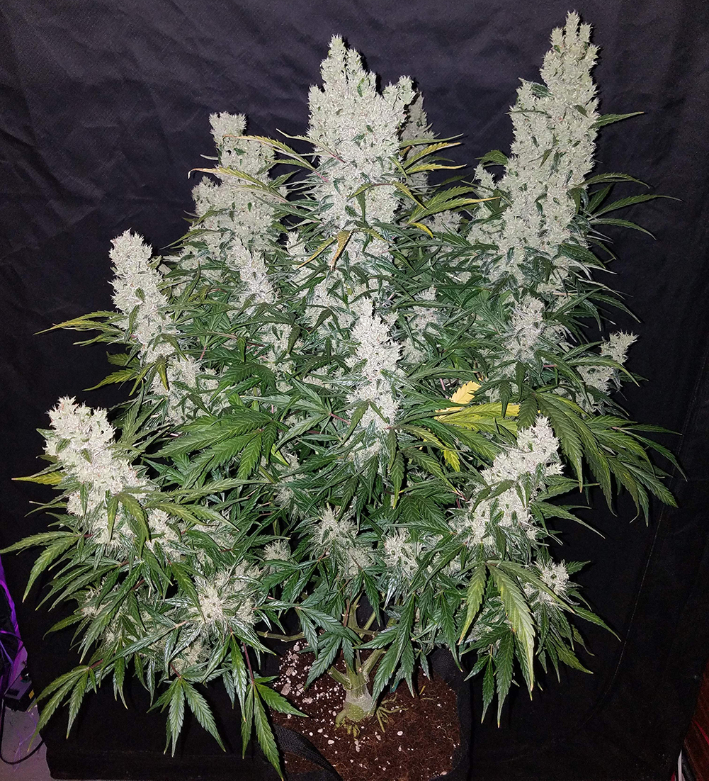 fast-buds-green-crack.jpg Fast Buds Green Crack