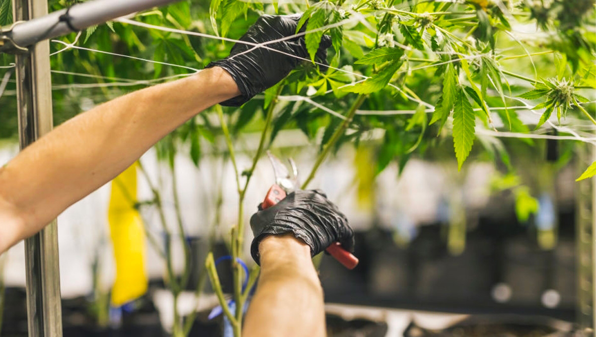 Wann sollten Fächerblätter bei Cannabis entfernt werden