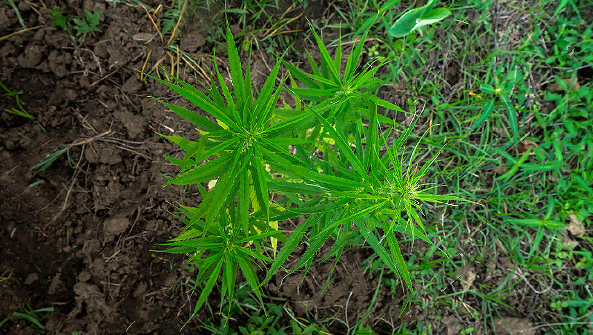 Planta de cannabis Planta de cannabis