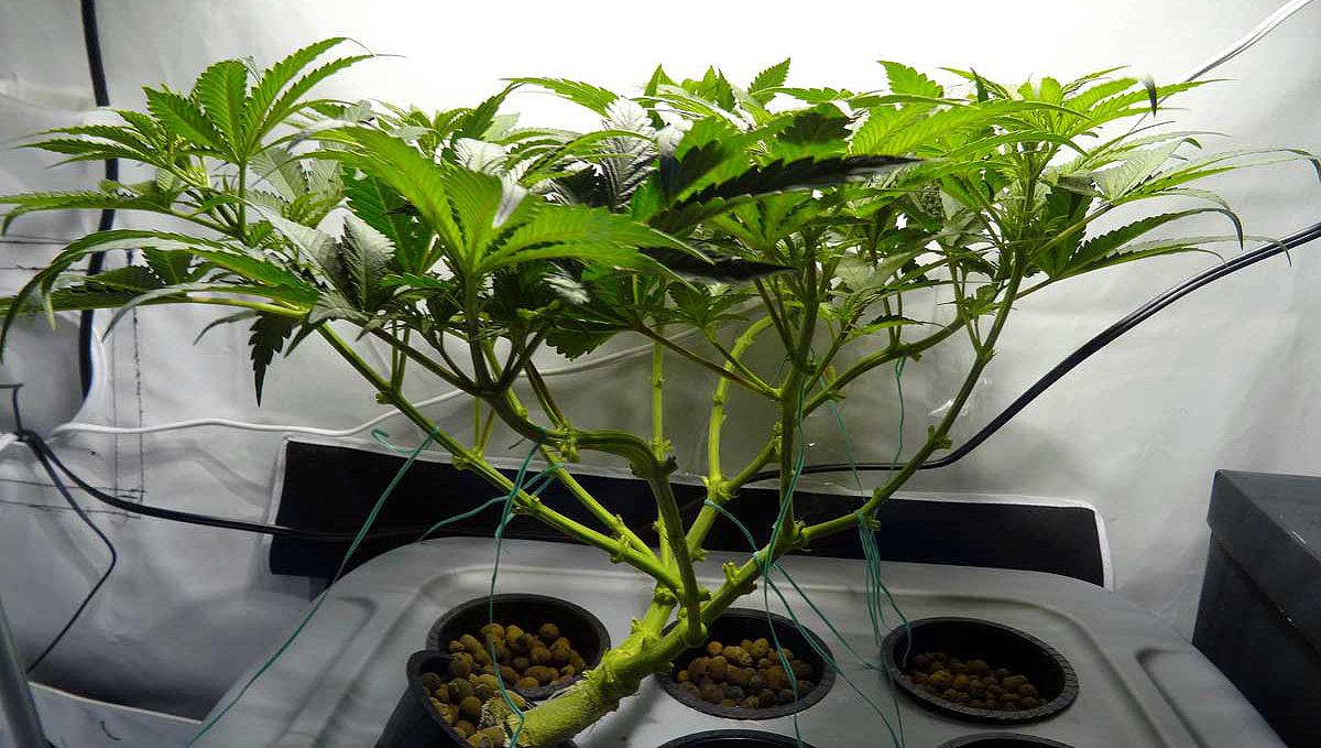 Monster cropping: revegetated cannabis plants developing a unique growing pattern Monster cropping: revegetated cannabis plants developing a unique growing pattern