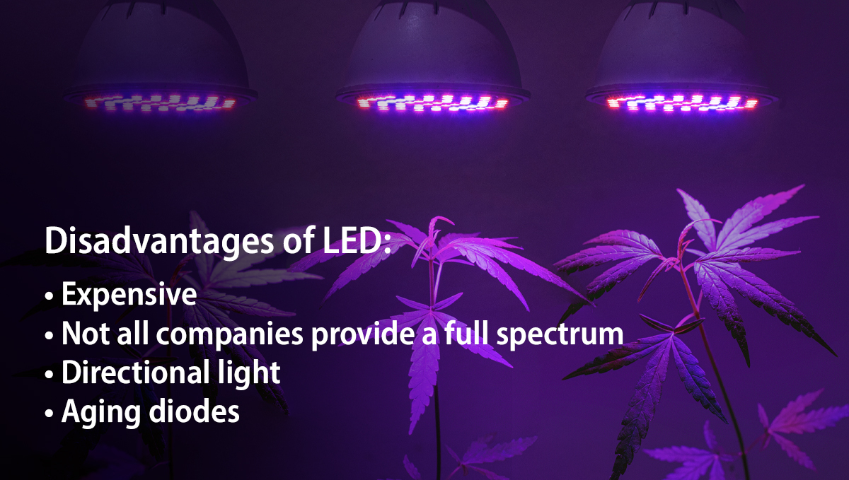 Grow Autoflowers with LEDs: advantages Grow Autoflowers with LEDs: advantages