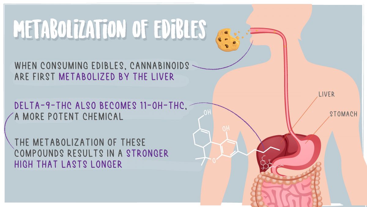 Edibles impact on your brain: metbolization of edibles Edibles impact on your brain: metbolization of edibles