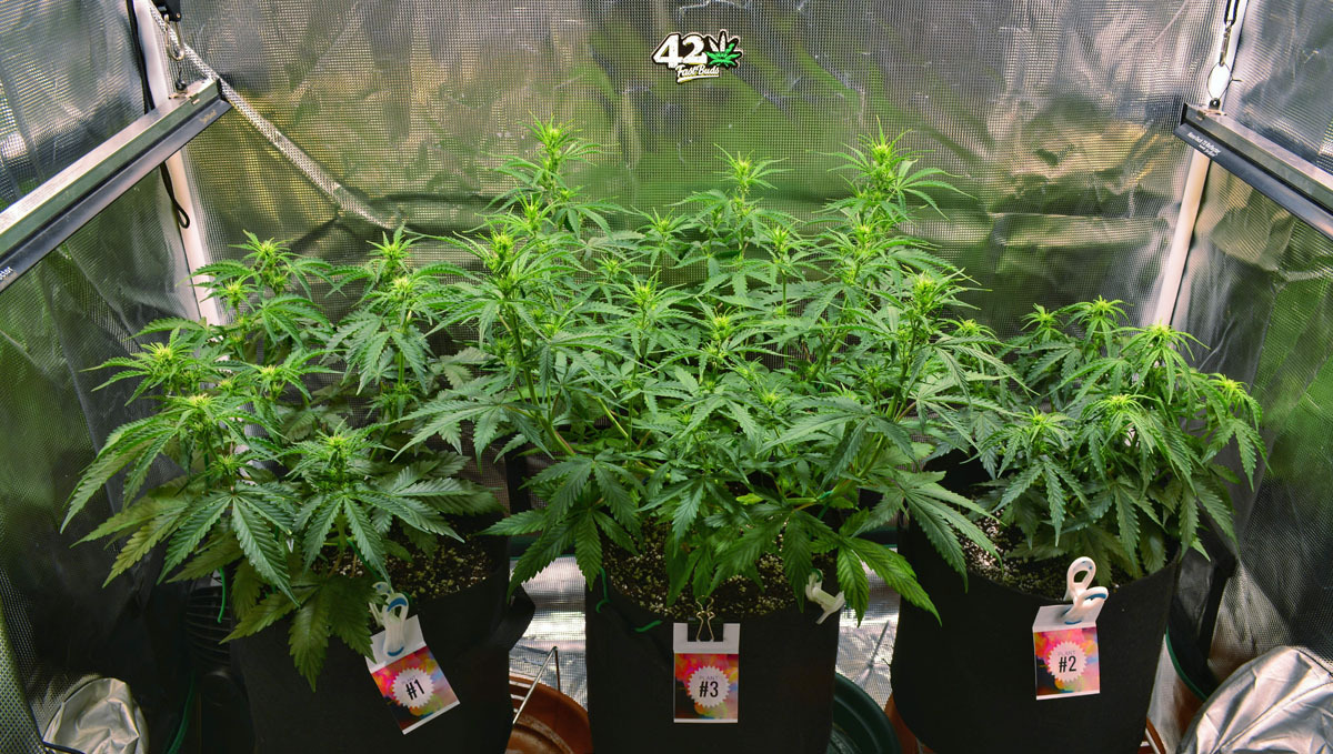 indoor grow Wedding Cheesecake Auto indoor grow Wedding Cheesecake Auto