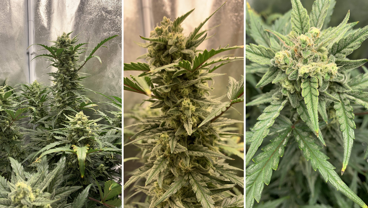 Sour diesel auto guide: week 8 Sour diesel auto guide: week 8