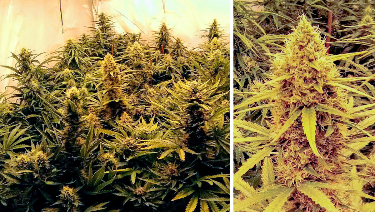 Orange Sherbet Auto Cannabis Strain Week-by-Week Guide: A sideview of 3 flowering autoflowers and one chunky cola Orange Sherbet Auto Cannabis Strain Week-by-Week Guide: A sideview of 3 flowering autoflowers and one chunky cola